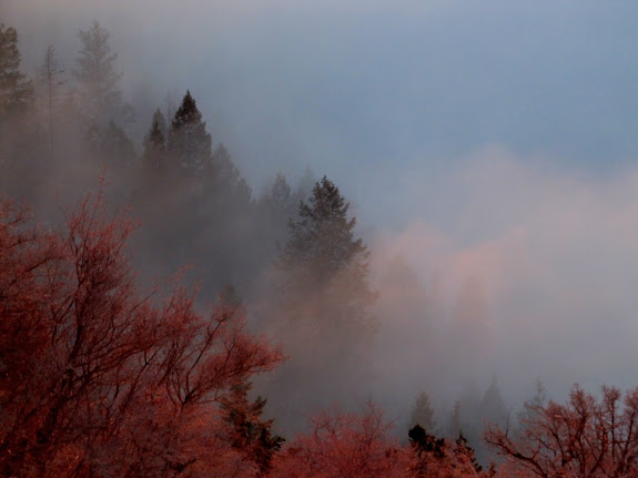 Trees and fog