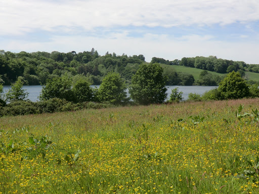 CIMG0338 Buttercup meadow above Ardingly Reservoir