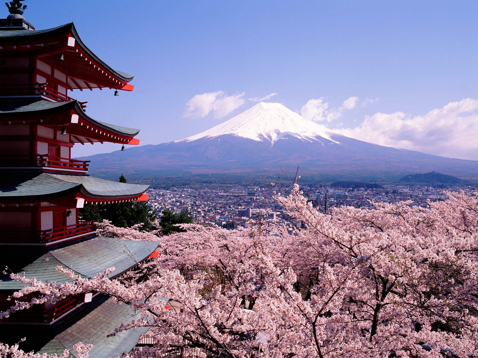 japanese cherry blossom