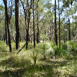 Bush next to Warrimoo Trk (26681)