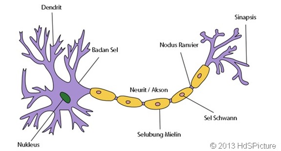 sel saraf dan bagian-bagiannya