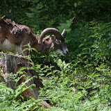 122_Kärnten_05.06.16_©AlexanderLanzloth.jpg