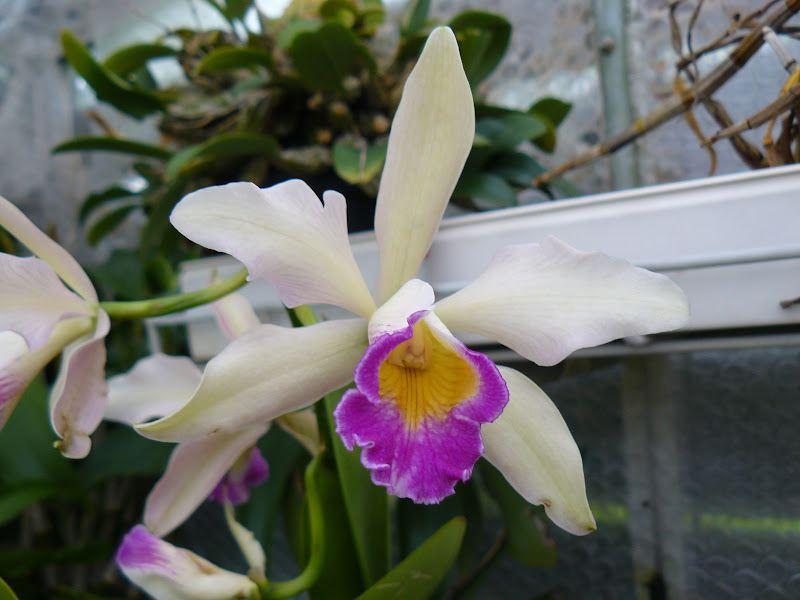 Cattleya Cypheri (purpurata x forbesii) P1050399