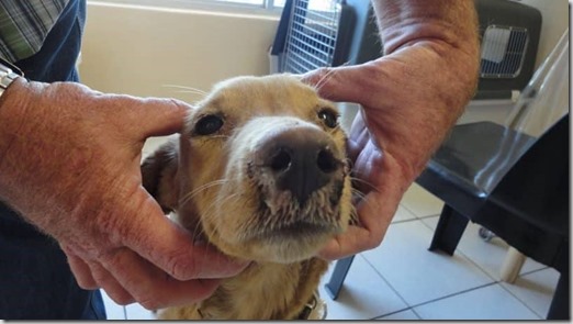 cimurro-cane cimurro-cane