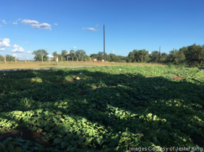 Jester King Announces First Harvest (With Beer Cultures As Fertilizer)