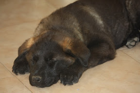 Maya - Rehomed Germany