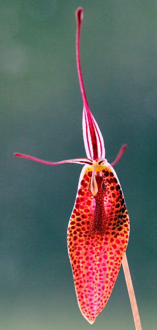 Restrepia contorta (syn. maculata) IMG_8726