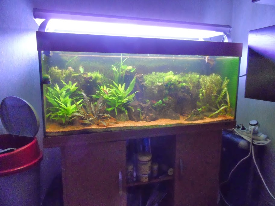 Ma petit histoire Aquariophile de 2009 à aujourd'hui  SAM_1710