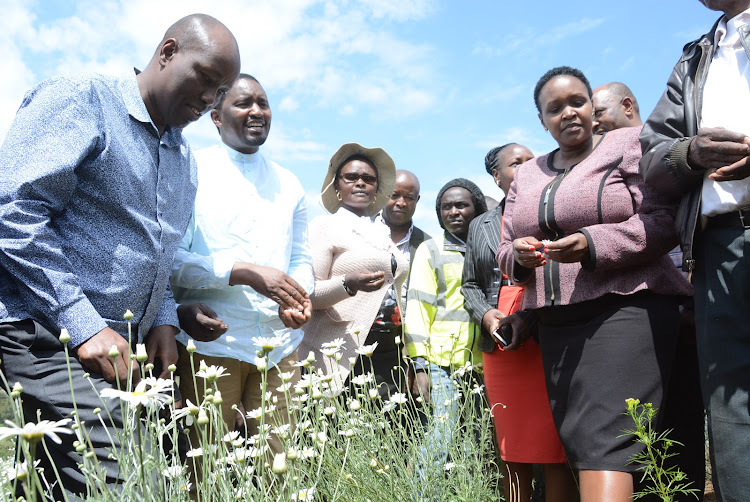 Nakuru Governor Lee Kinyanjui and Agriculture CS Mwangi Kiunjuri with farmers in a pyrethrum farm in Eburru, Gilgil, during a field visit.