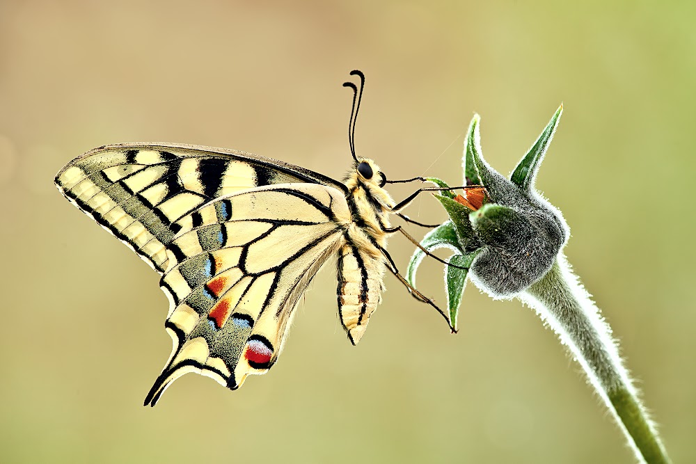 Machaon 2 IMG_5362