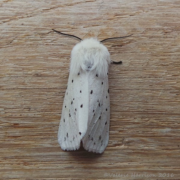 White-Ermine