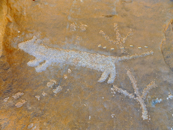 Cat(?) and turkey tracks