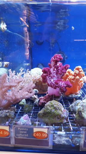 Shirley Aquatics