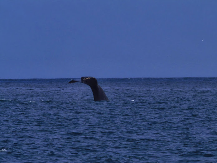 CALIFORNIA 2013 - Blogs de USA - 16 AGOSTO: BALLENAS EN MONTEREY-SANTA CRUZ (6)