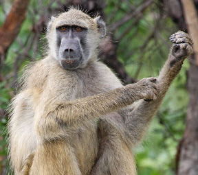 Baboon Male, Zimbabwe