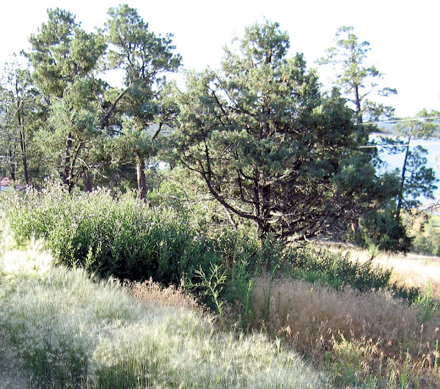Thistle Patch