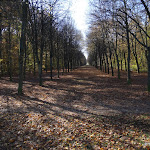 Forêt domaniale des Camaldules : allée royale