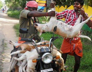 Dog killing festival in India