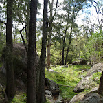 Crossing a pleasant gully on the Six Foot Track (413003)