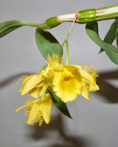 Dendrobium harveyanum P1370574