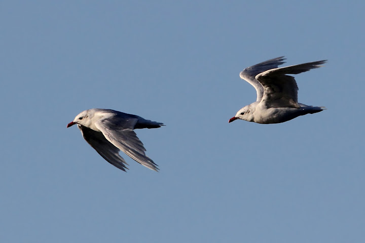 ID gaivotas? IMG_4712