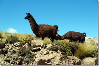 Lhamas no caminho do Salar de Tara - Atacama