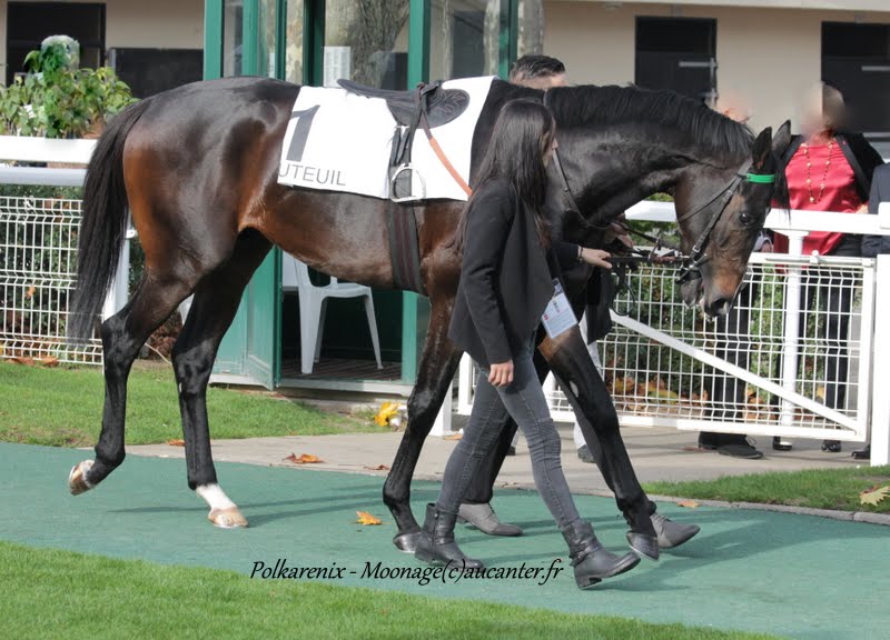 Photos Auteuil 8-11-2015 (48h de l'obstacle) IMG_6897