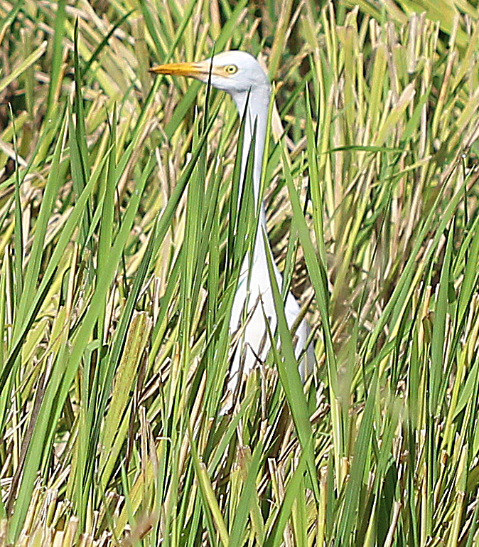 Cattle Egret