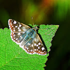 Tesselated Skipper