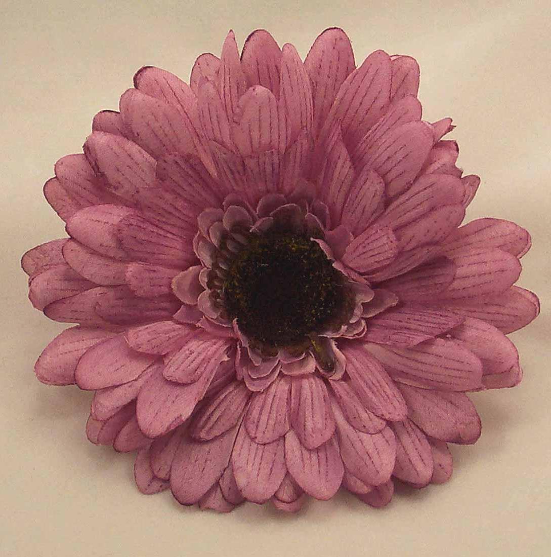 Lilac   Lavender Gerbera