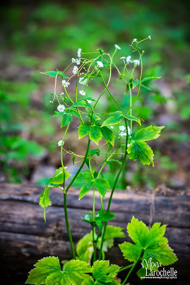 Ranunculus aconitifolius Flore Pleno Ranunculus-aconitifolius-flore-plena-140529-149rm