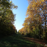 Forêt domaniale des Camaldules : allée royale