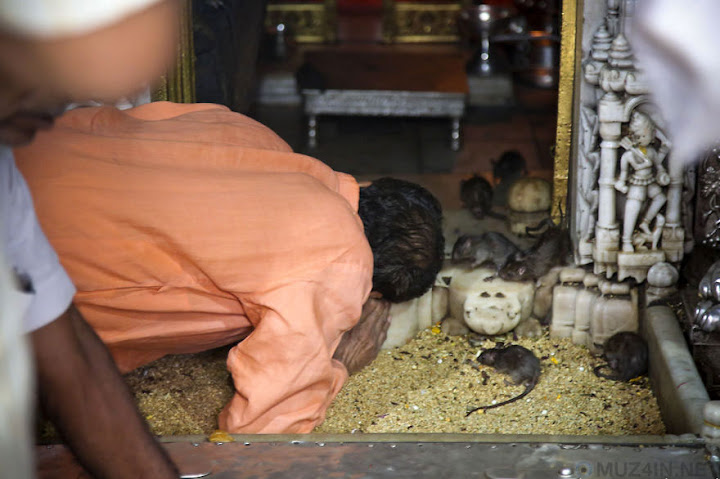 Karni Mata, o templo dos ratos na Índia