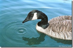 canada_goose