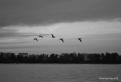 Pelicans