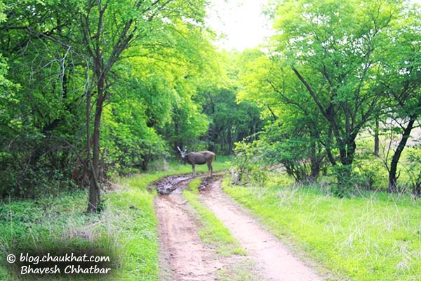 Forest trail of Ranthambhore National Park