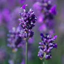Lavender essential oil in Blue Labelle blends