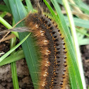 Drinker moth