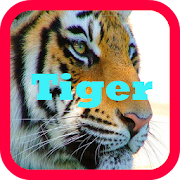 Tigers wallpaper  Icon