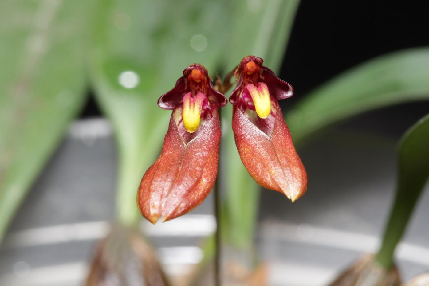 Bulbophyllum lepidum IMG_3496