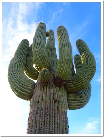 saguaro