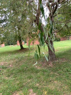 London Plain tree