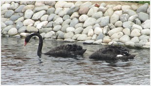 В Московском зоопарке.