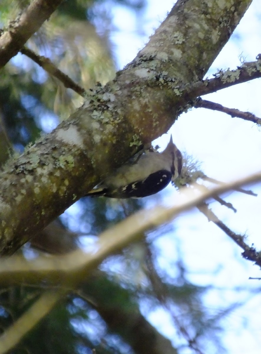 Downy woodpecker