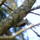 Downy woodpecker