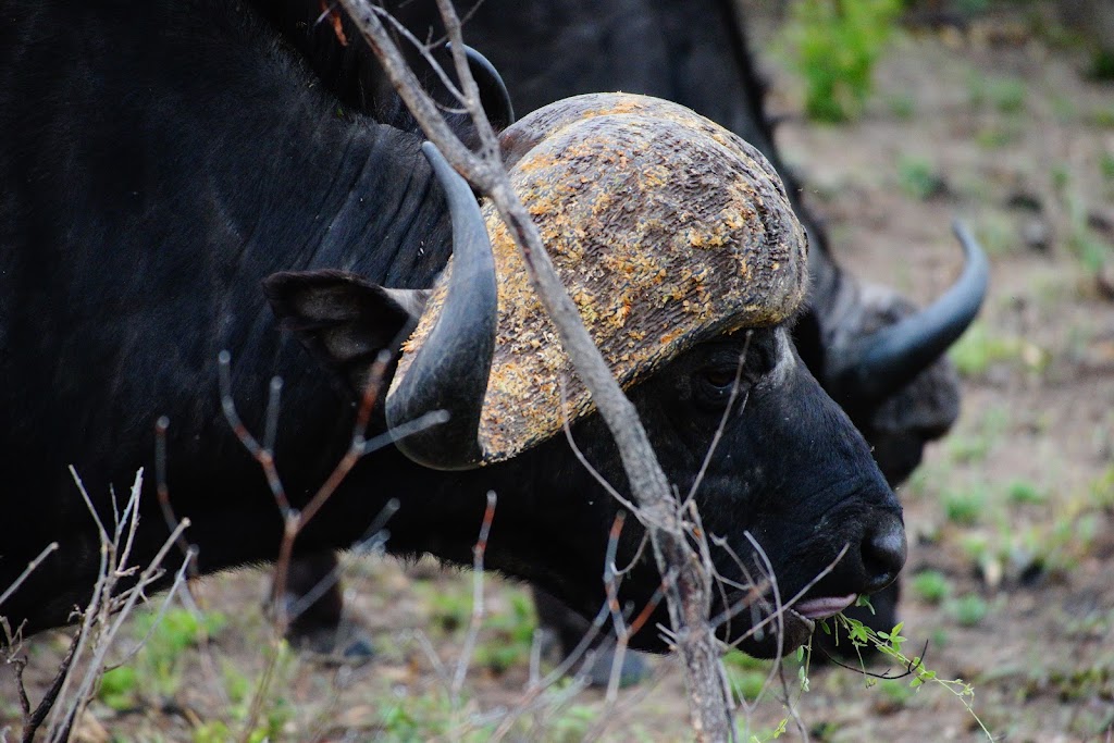 Kruger National Park