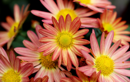 Gerbera flowers small promo image