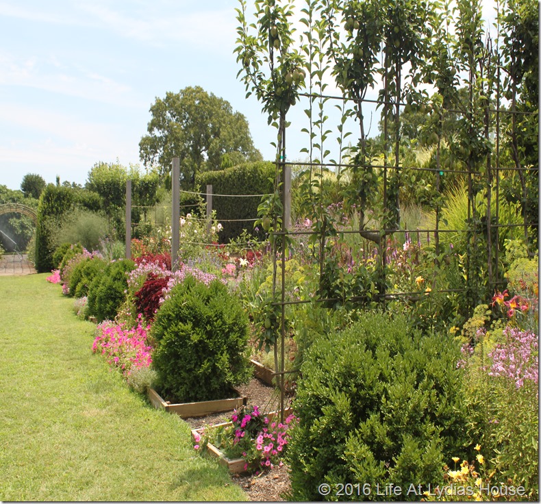 espaliered pear trees 2