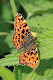 Obrázek: IMG_5105.JPG