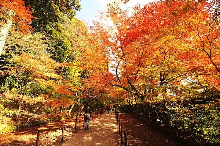 2015 關西｜長岡光明寺楓紅